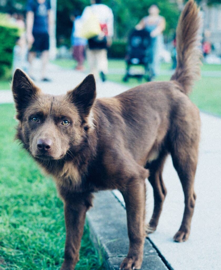 Dogs look at other dogs with hard eyes