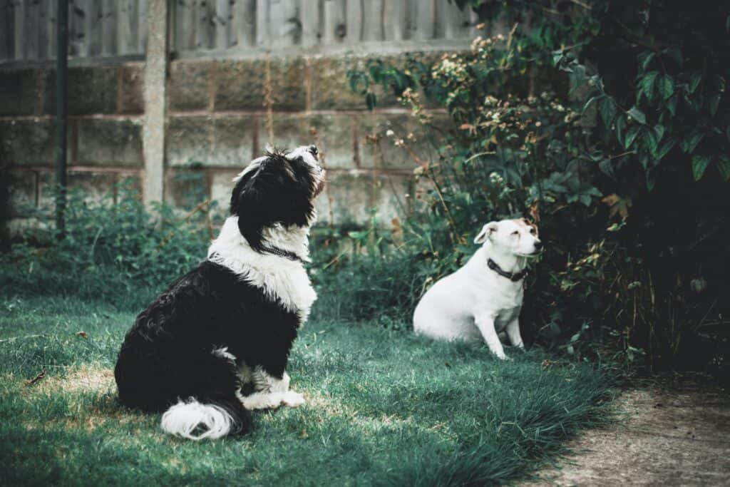 Friendly dog ignores other animals when properly socialized