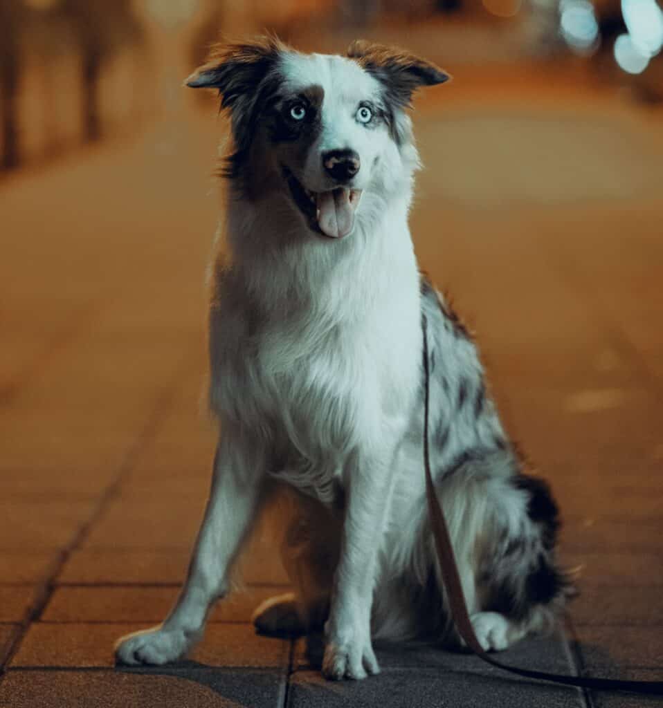 Many dog owners get concerned when their dog is staring excessively