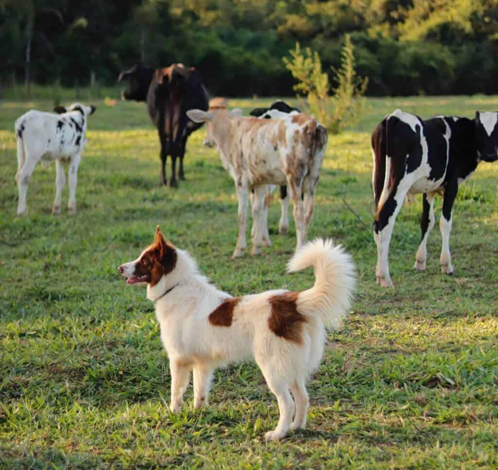 Pack mentality can affect how a dog behaves