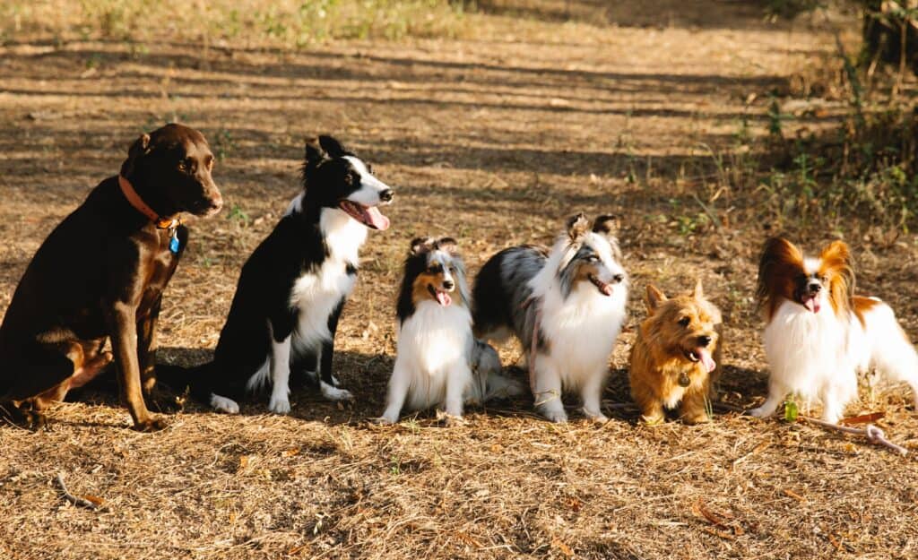 Train your puppy to behave in the presence of another dog at a distance