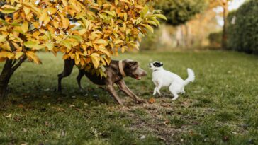 how to train your dog to ignore other dogs