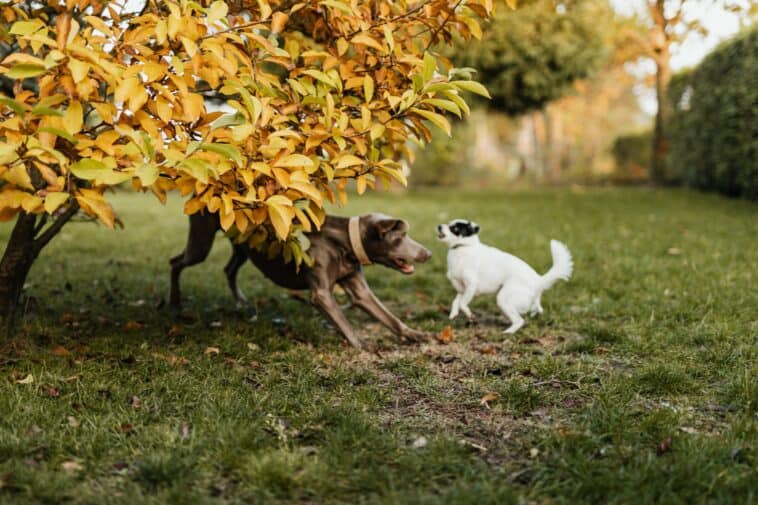 how to train your dog to ignore other dogs